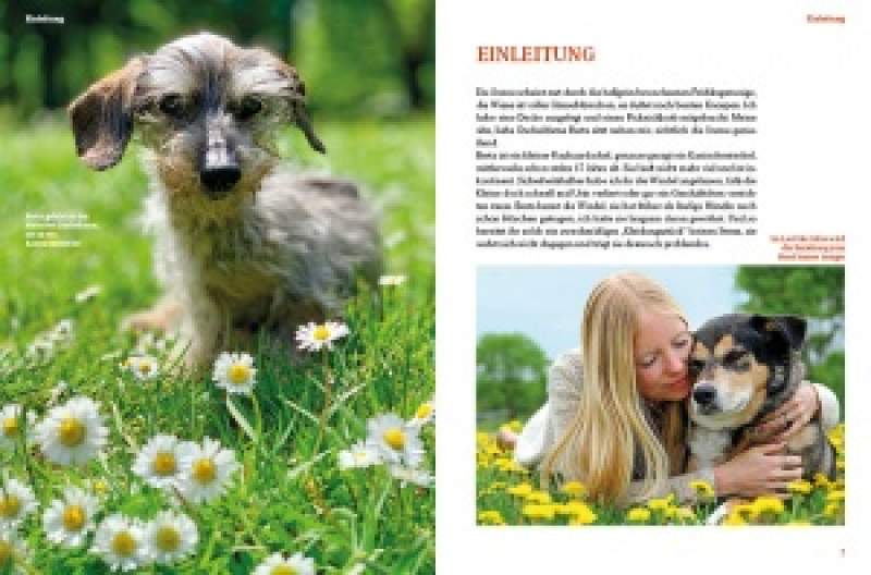 Preview: Hunde-Rentner